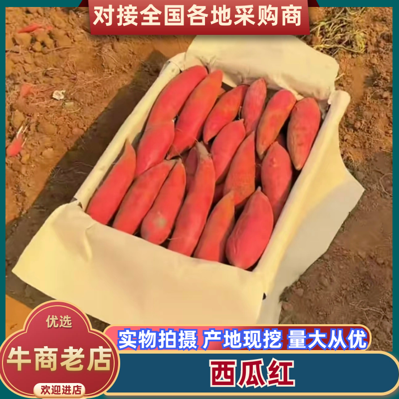 河北红薯西瓜红一首货源，产地直发欢迎老板视频看货