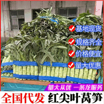 《红叶香莴笋》产地直供品质保证量大从优可全国发货