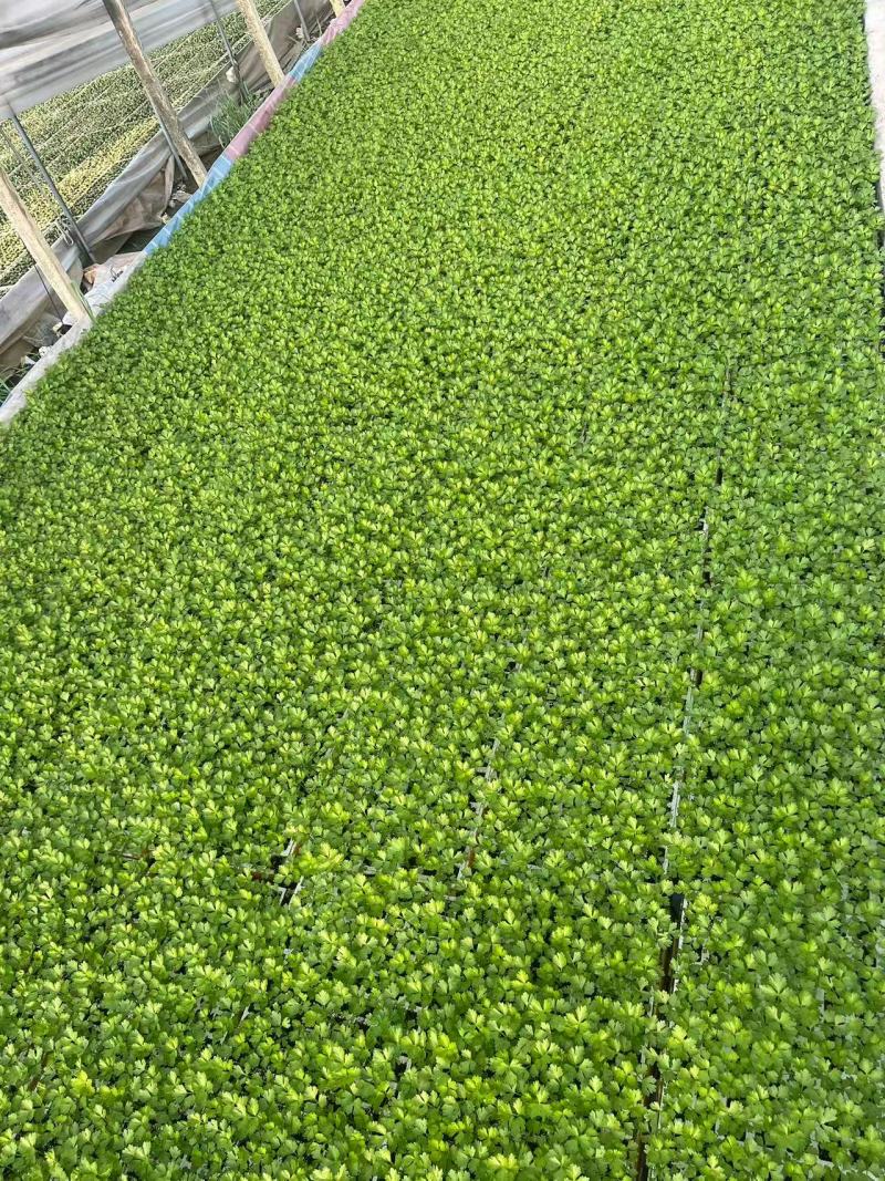 精选西芹苗芹菜苗根系发达成活率高口感佳品相好欢迎电联