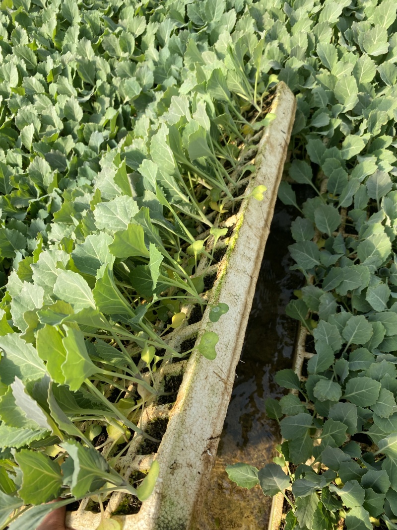 精选铁头苗甘蓝苗包菜苗绿甘蓝苗耐寒耐热根系发达产量高