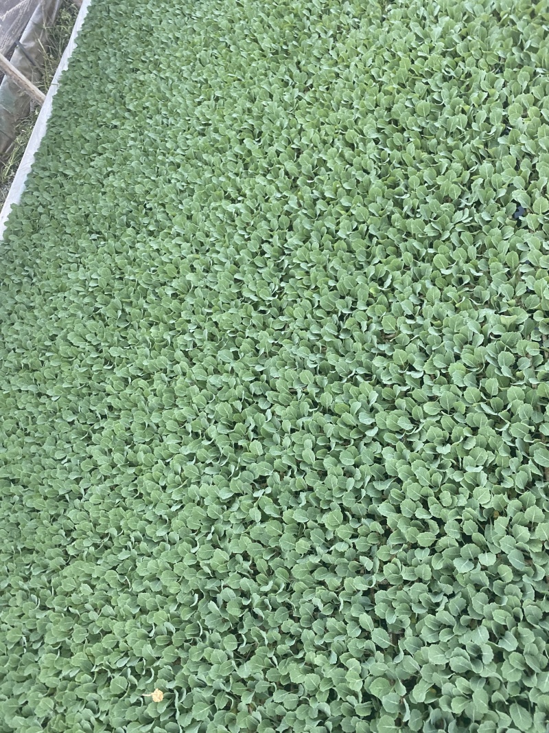 精选铁头苗甘蓝苗包菜苗绿甘蓝苗耐寒耐热根系发达产量高