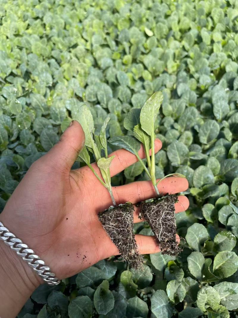 热卖中松花苗有机花菜苗产量高根系发达成活率高欢迎联系