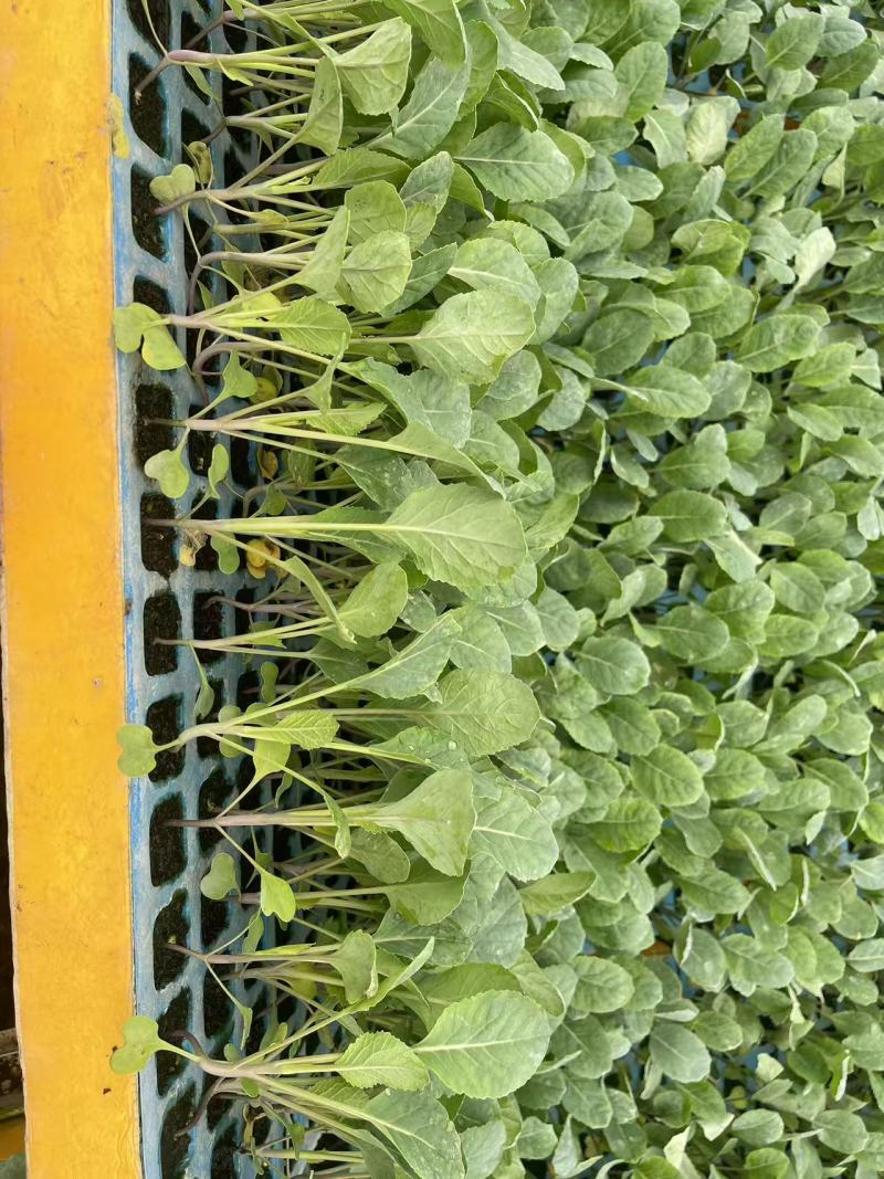 热卖中松花苗有机花菜苗产量高根系发达成活率高欢迎联系