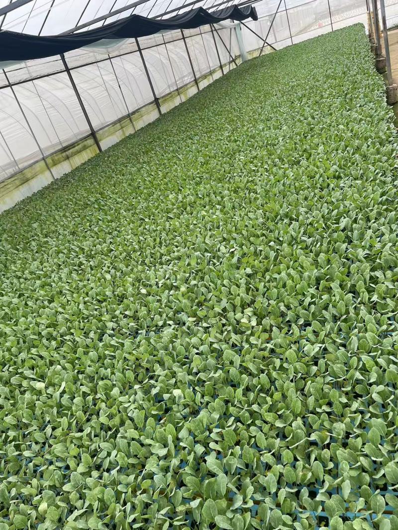 热卖中松花苗有机花菜苗产量高根系发达成活率高欢迎联系