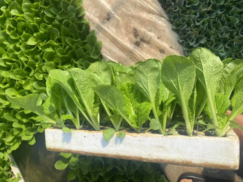 白菜苗，苗清秀无病，质量保证