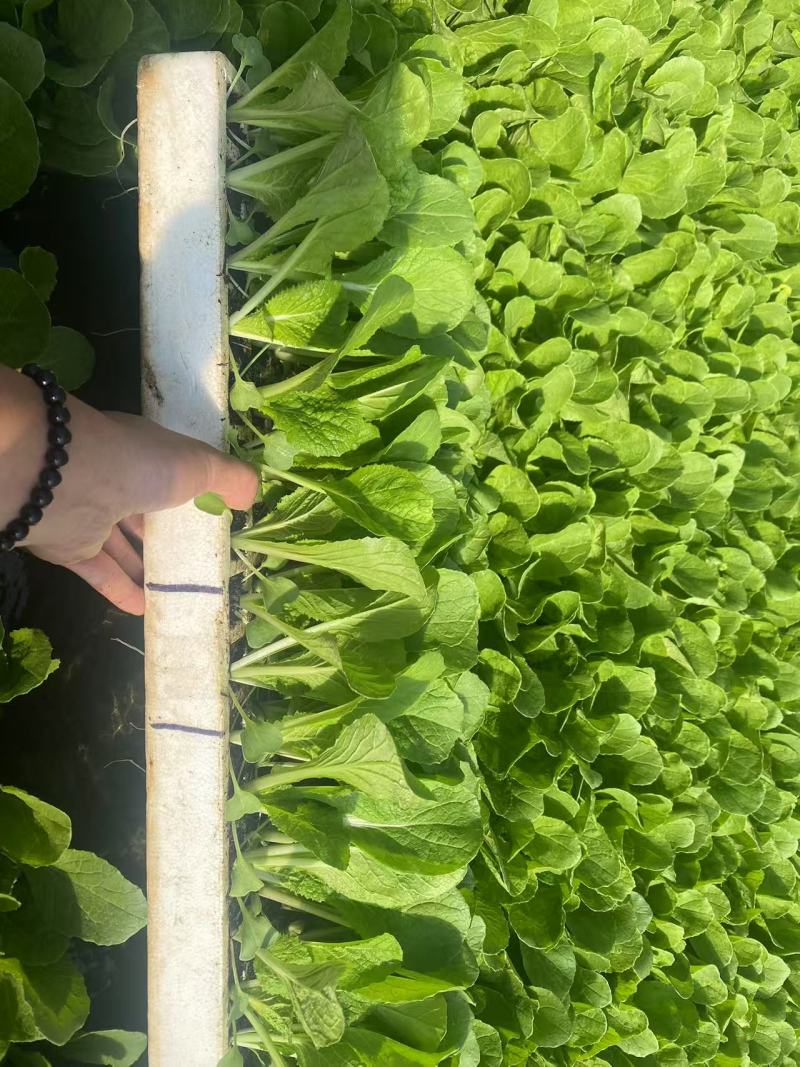 白菜苗，苗清秀无病，质量保证