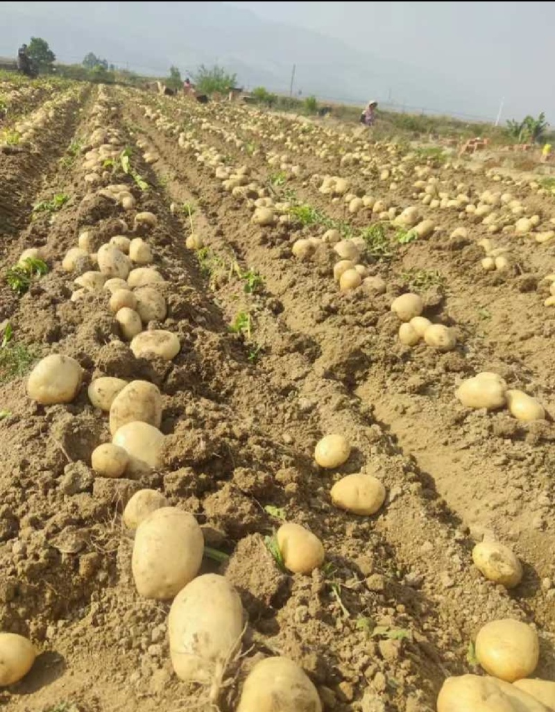 土豆黄皮黄心土豆现挖现发产地直供一手货源欢迎咨询