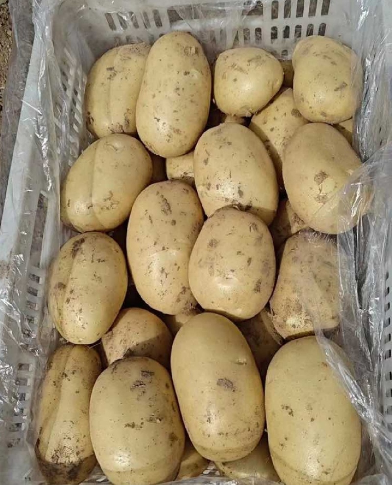 土豆黄皮黄心土豆现挖现发产地直供一手货源欢迎咨询