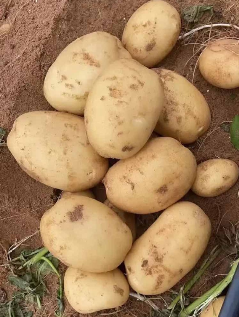 土豆黄皮黄心土豆现挖现发产地直供一手货源欢迎咨询