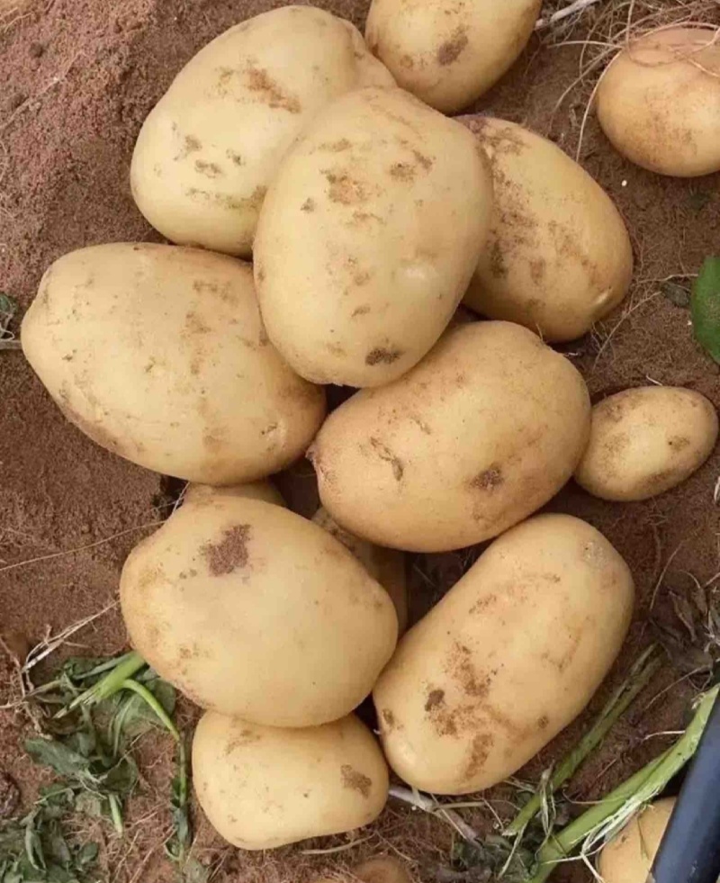 土豆黄皮黄心土豆现挖现发产地直供一手货源欢迎咨询