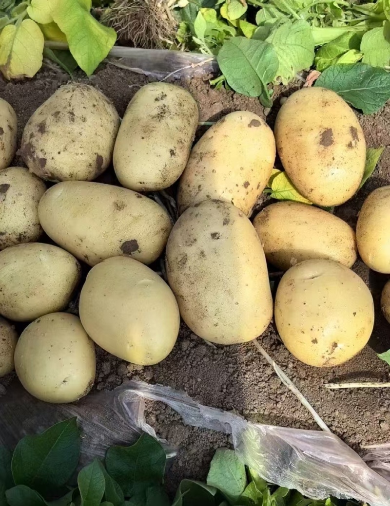 土豆黄皮黄心土豆现挖现发产地直供一手货源欢迎咨询