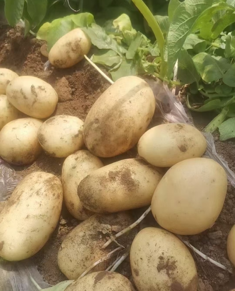 土豆黄皮黄心土豆现挖现发产地直供一手货源欢迎咨询