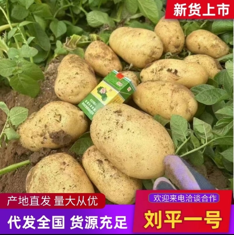 土豆黄皮黄心土豆现挖现发产地直供一手货源欢迎咨询