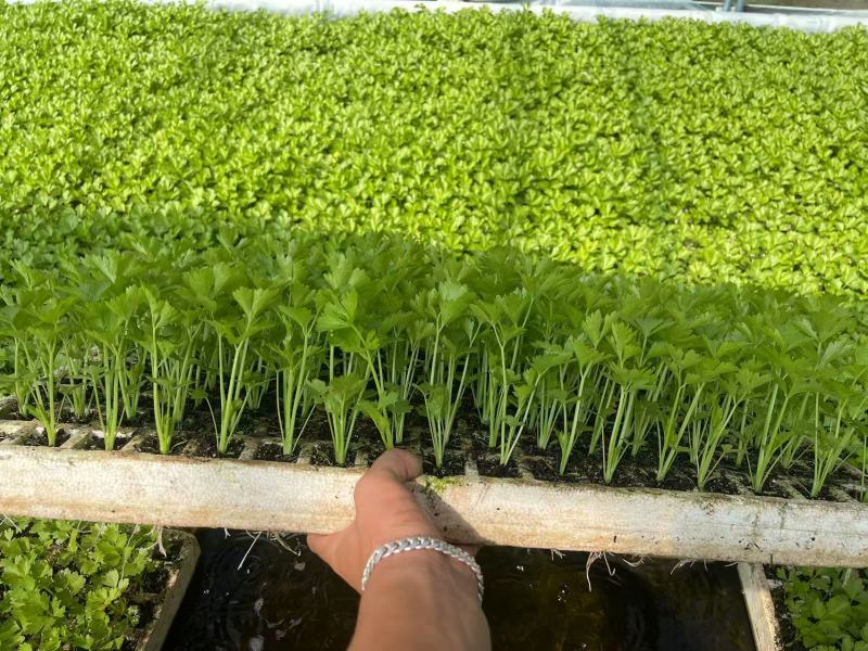 精选西芹苗芹菜苗根系发达成活率高口感佳品相好欢迎电联