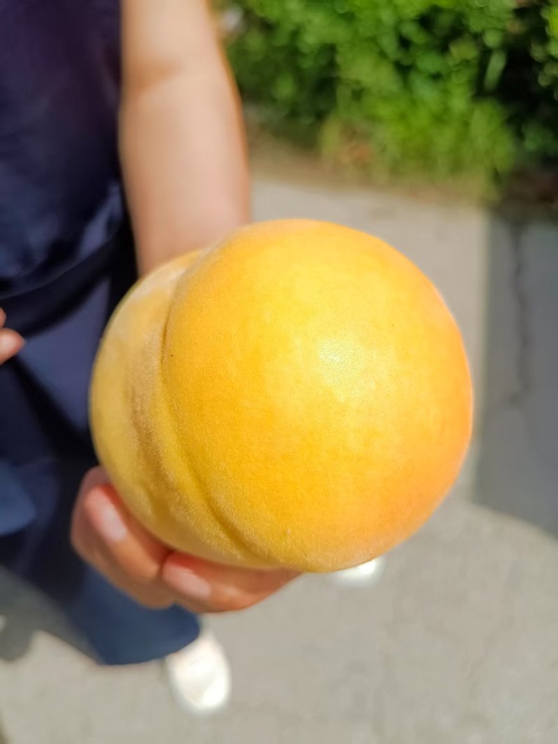黄金黄大量上市，口感好，甜度大，乃储存欢迎全国各地朋友来