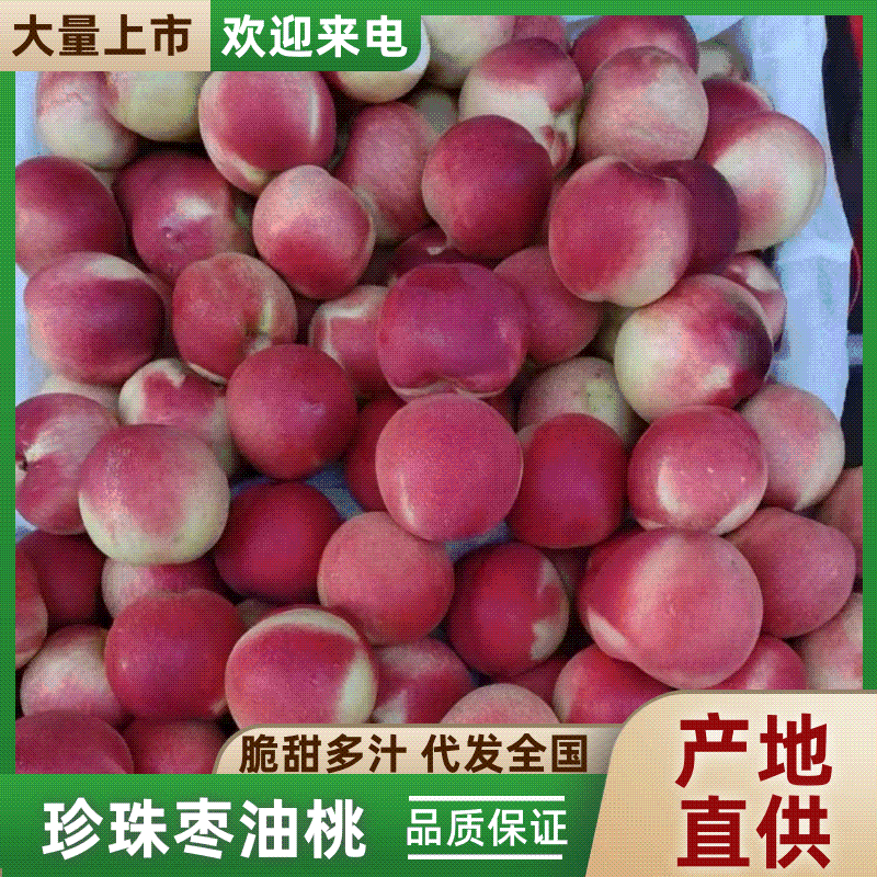 《珍珠枣油桃》山西桃子/红桃油桃/产地直发全国/耐运输