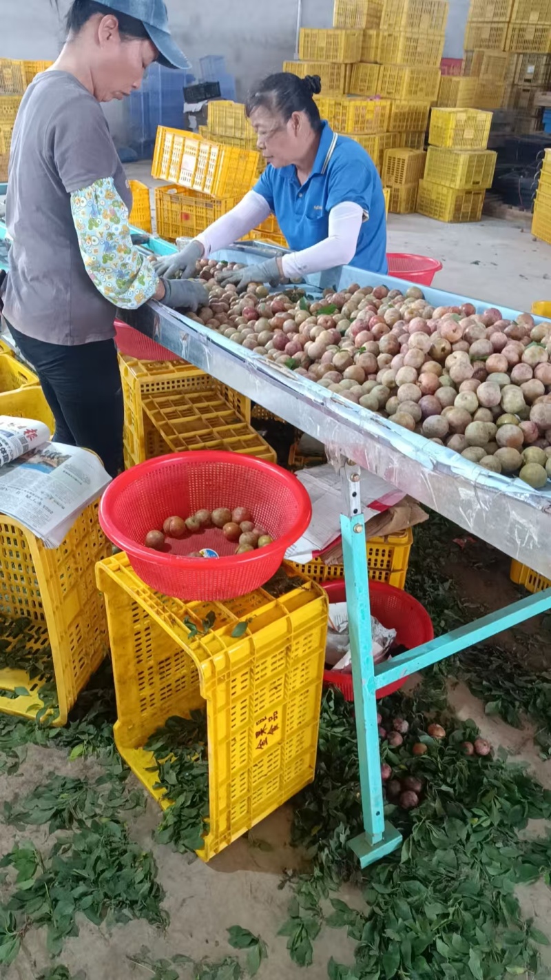 【三华李子】广西桂林基地直供质量保证货源充足全国发货