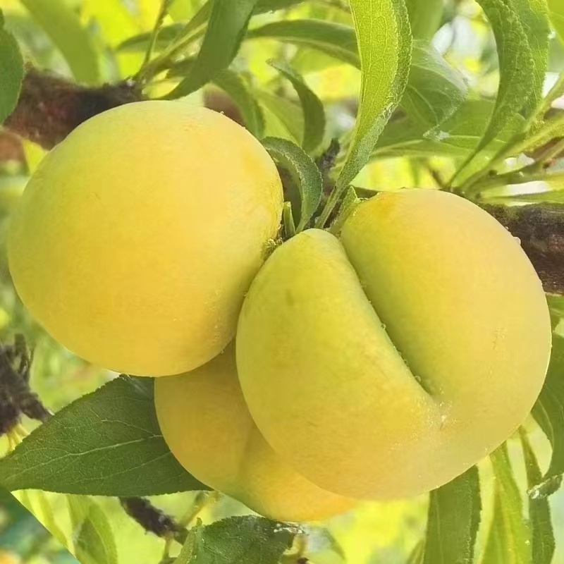 蜂糖李大量有货价格美丽一手货源新鲜采摘
