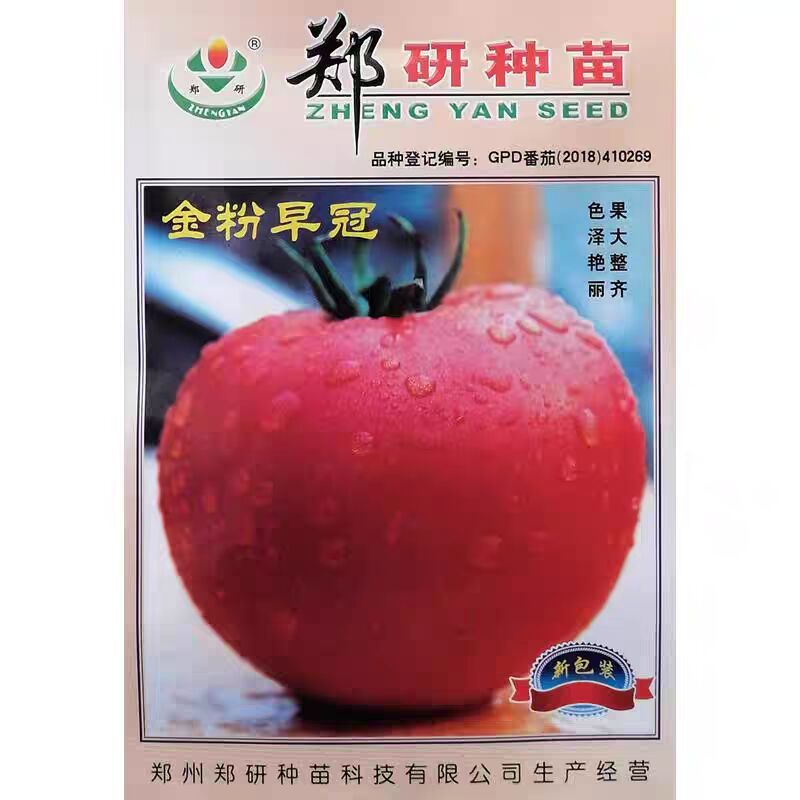 郑研金粉早冠番茄种子色泽艳丽大果番茄西红柿种籽肉厚味