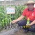 薄壳黄帝大果皱皮泡椒海椒种子早中熟虎皮辣椒种子鲜椒质脆