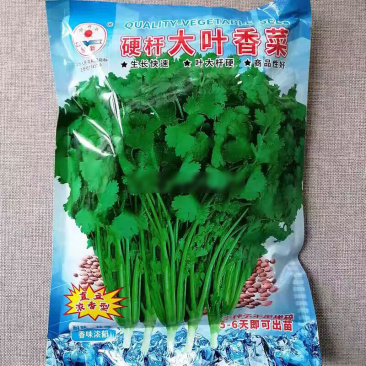 硬杆香菜种子四季大叶香菜种子生长快速直立青梗浓香高产铁杆