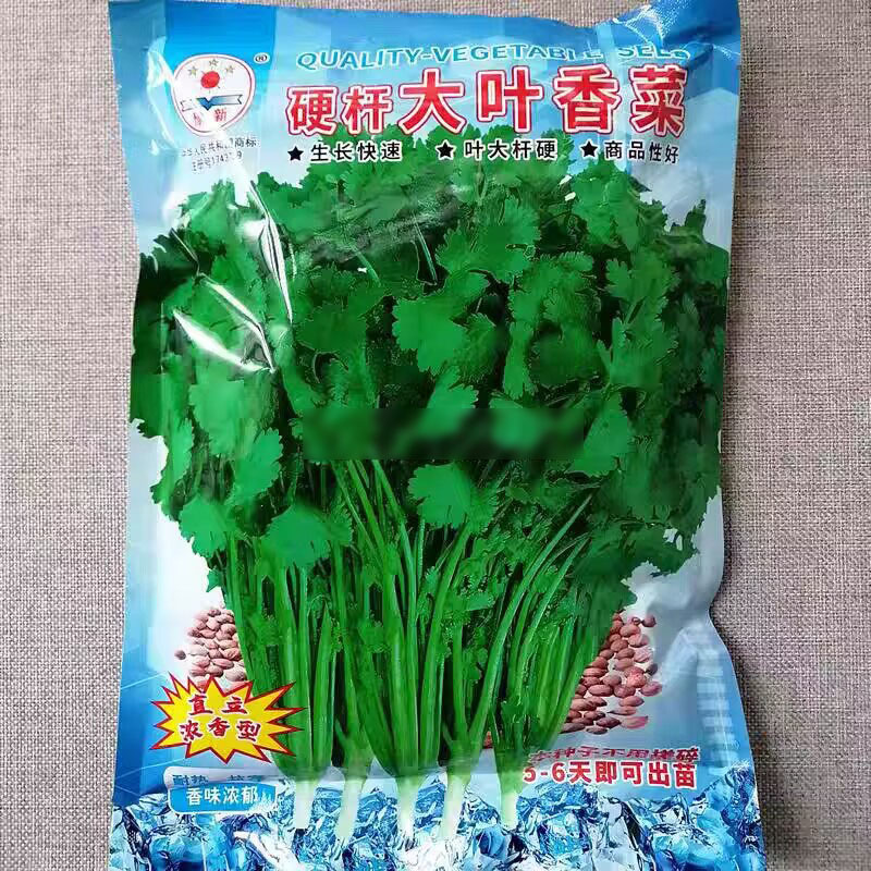 硬杆香菜种子四季大叶香菜种子生长快速直立青梗浓香高产铁杆