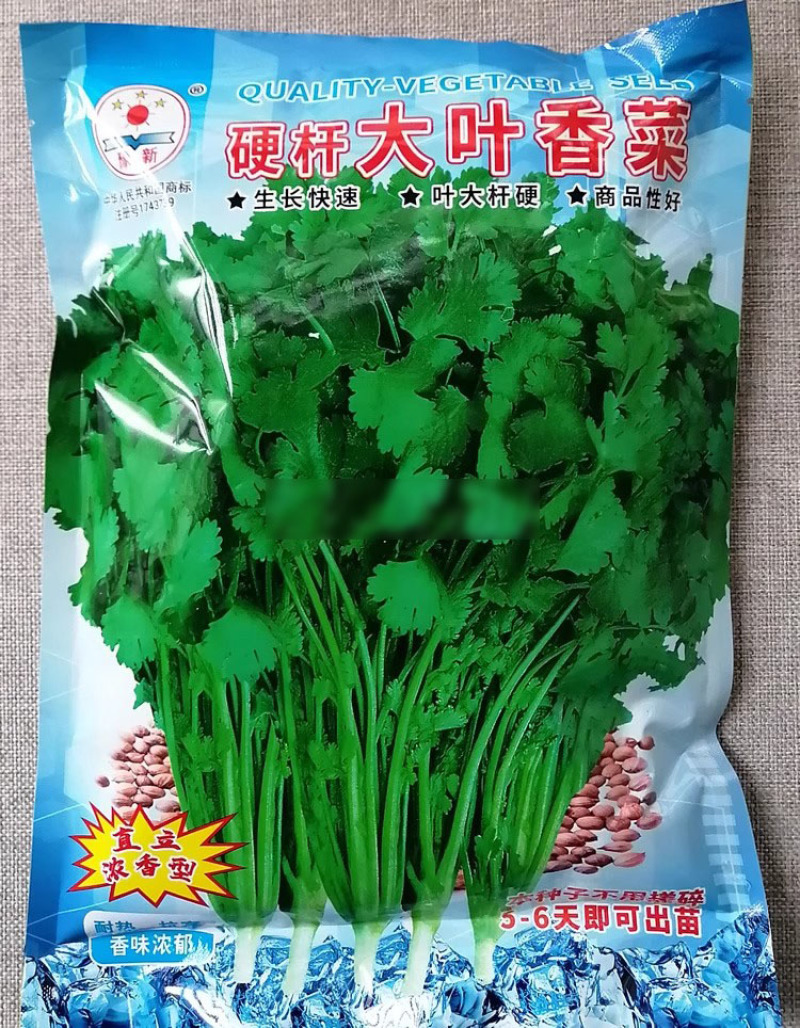 硬杆香菜种子四季大叶香菜种子生长快速直立青梗浓香高产铁杆