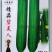 精品碧美人丝瓜种子早熟杂交耐湿热油皮丝瓜种籽瓜条油亮深绿