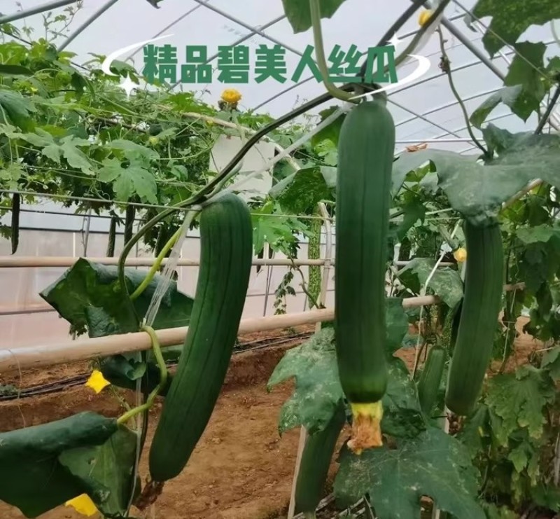 精品碧美人丝瓜种子早熟杂交耐湿热油皮丝瓜种籽瓜条油亮深绿