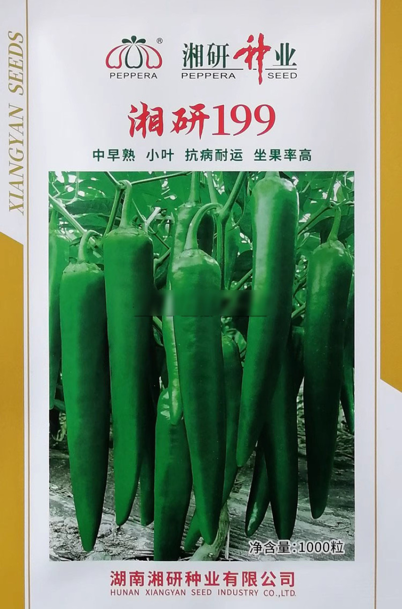 湘研199辣椒种子中早熟青皮牛角椒种籽顺直光滑无皱耐湿热