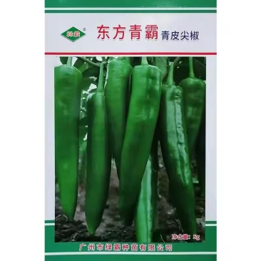 东方青霸青皮尖椒种子辣椒种籽大牛角椒果皮光滑深绿辣味适中