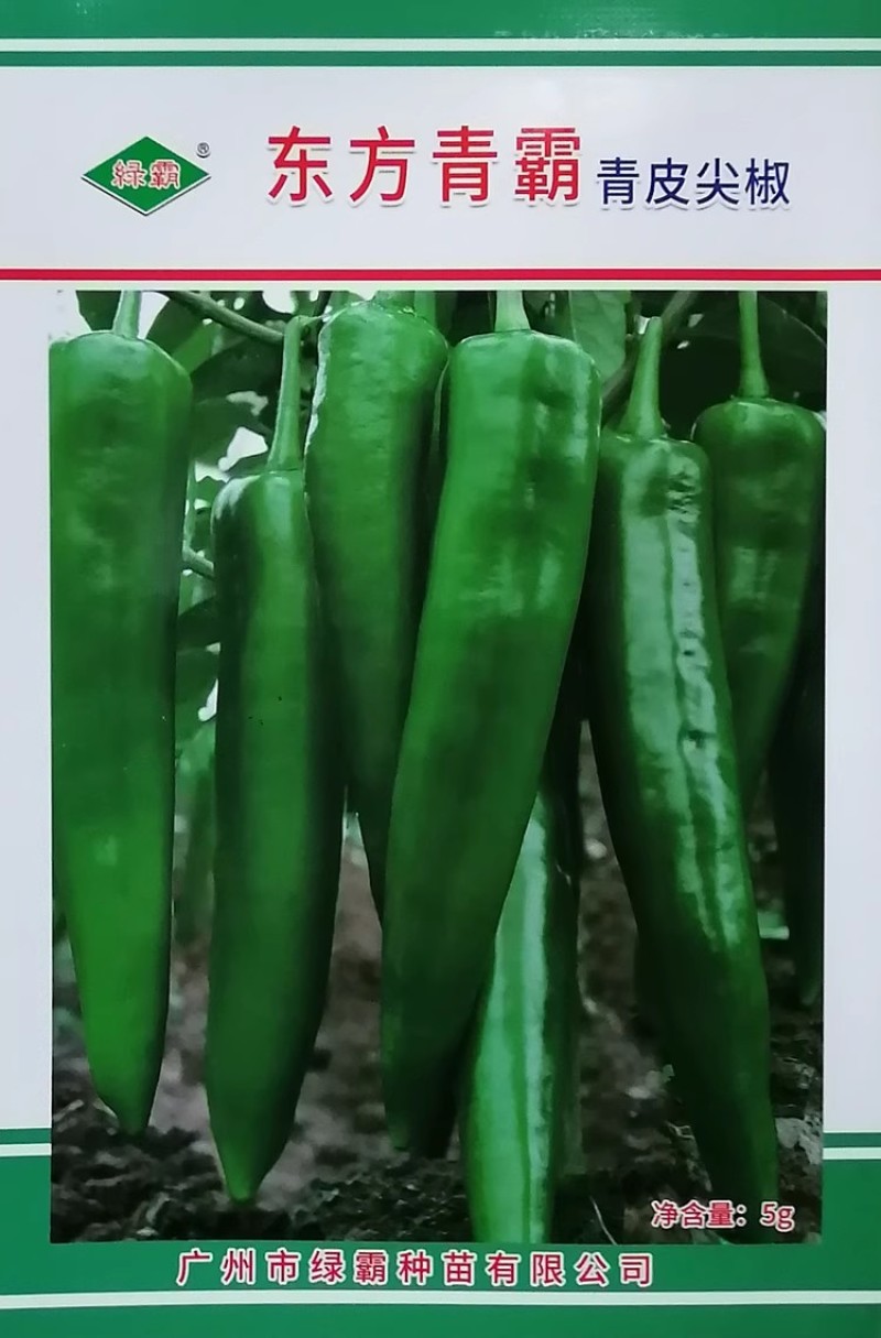 东方青霸青皮尖椒种子辣椒种籽大牛角椒果皮光滑深绿辣味适中