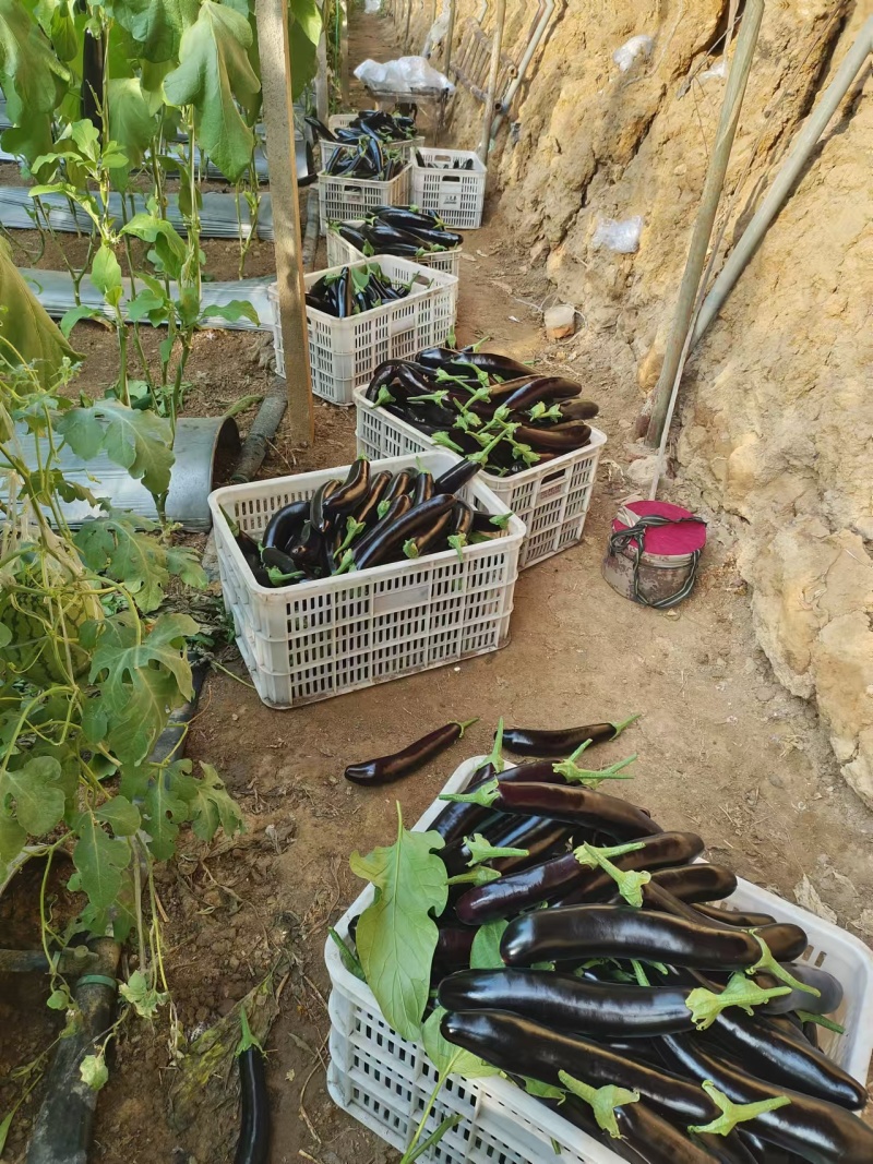 【长茄】优质产地黑长茄货优量足价格优惠一手货源发市场商超