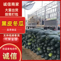 地冬瓜湖北黑皮冬瓜产地一手货源品质好价格低量大优惠