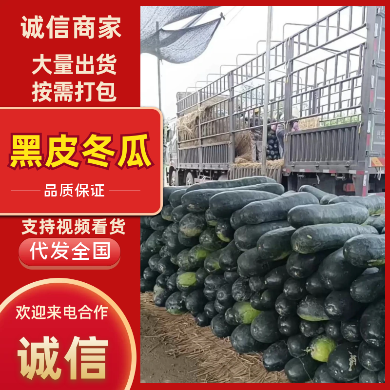 地冬瓜湖北黑皮冬瓜产地一手货源品质好价格低量大优惠