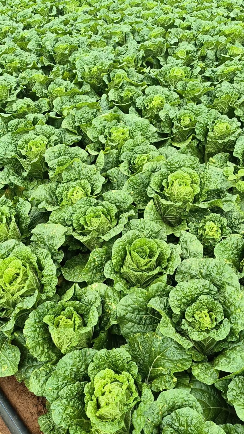 云南德高黄心大白菜万亩产地现货现发大量供应价格公道