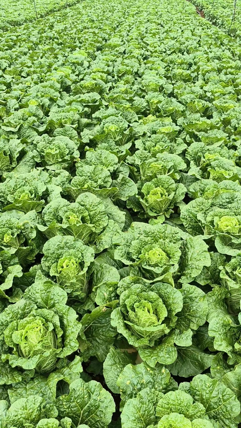 云南德高黄心大白菜万亩产地现货现发大量供应价格公道