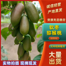 软枣猕猴桃先摘先发，保质保量，支持一件代发。