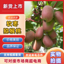 温室软枣猕猴桃大量上市现摘先发口感酸甜光滑无毛糖度高