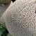 西州蜜17号脆甜皮薄空腔小花纹漂亮、果型好糖度高欢迎电联