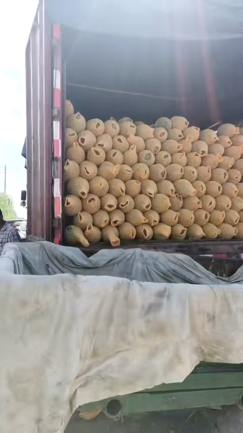 内蒙古哈密瓜西州蜜瓜（产地一手货源）可视频看货代发全国