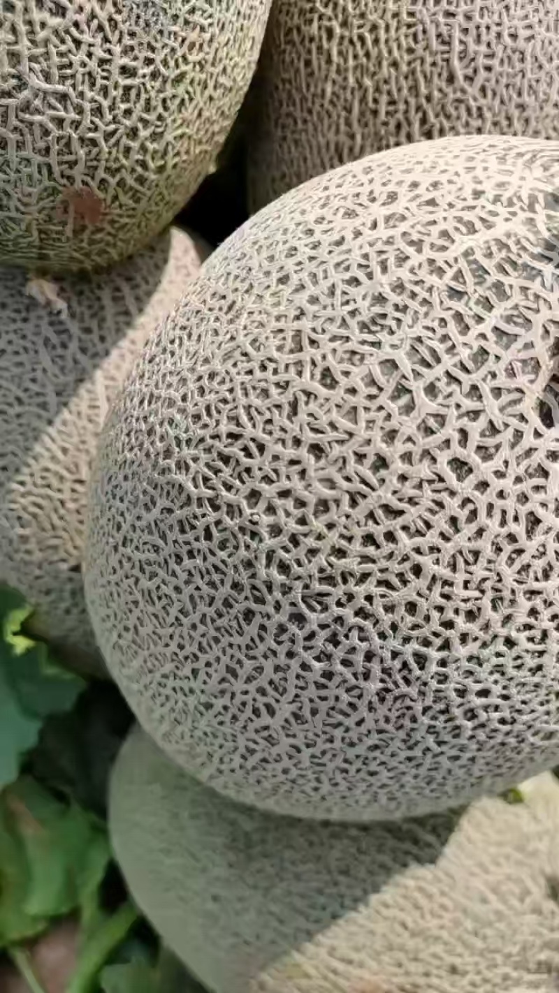 内蒙古哈密瓜西州蜜瓜（产地一手货源）可视频看货代发全国