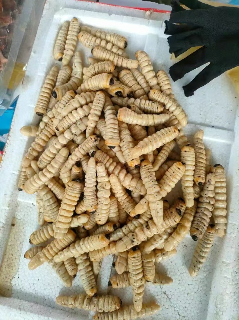 【高蛋白】速冻斗米虫批量供应营养丰富欢迎咨询下单