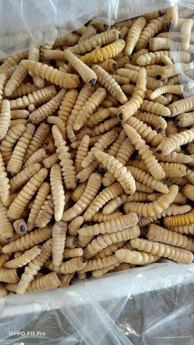 【高蛋白】速冻斗米虫批量供应营养丰富欢迎咨询下单