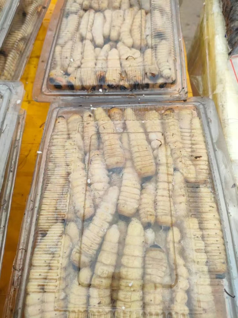 【高蛋白】速冻斗米虫批量供应营养丰富欢迎咨询下单