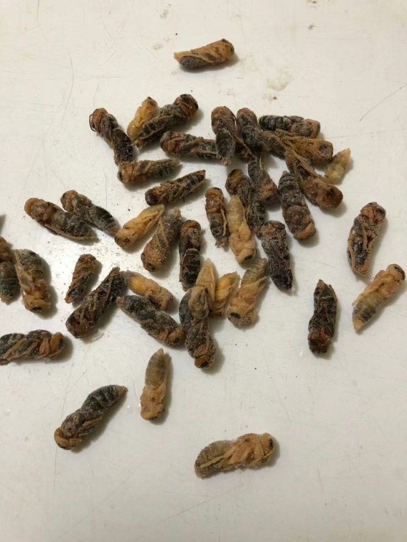 【高品质】蜂蛹专业供应严格品控保质量量大从优