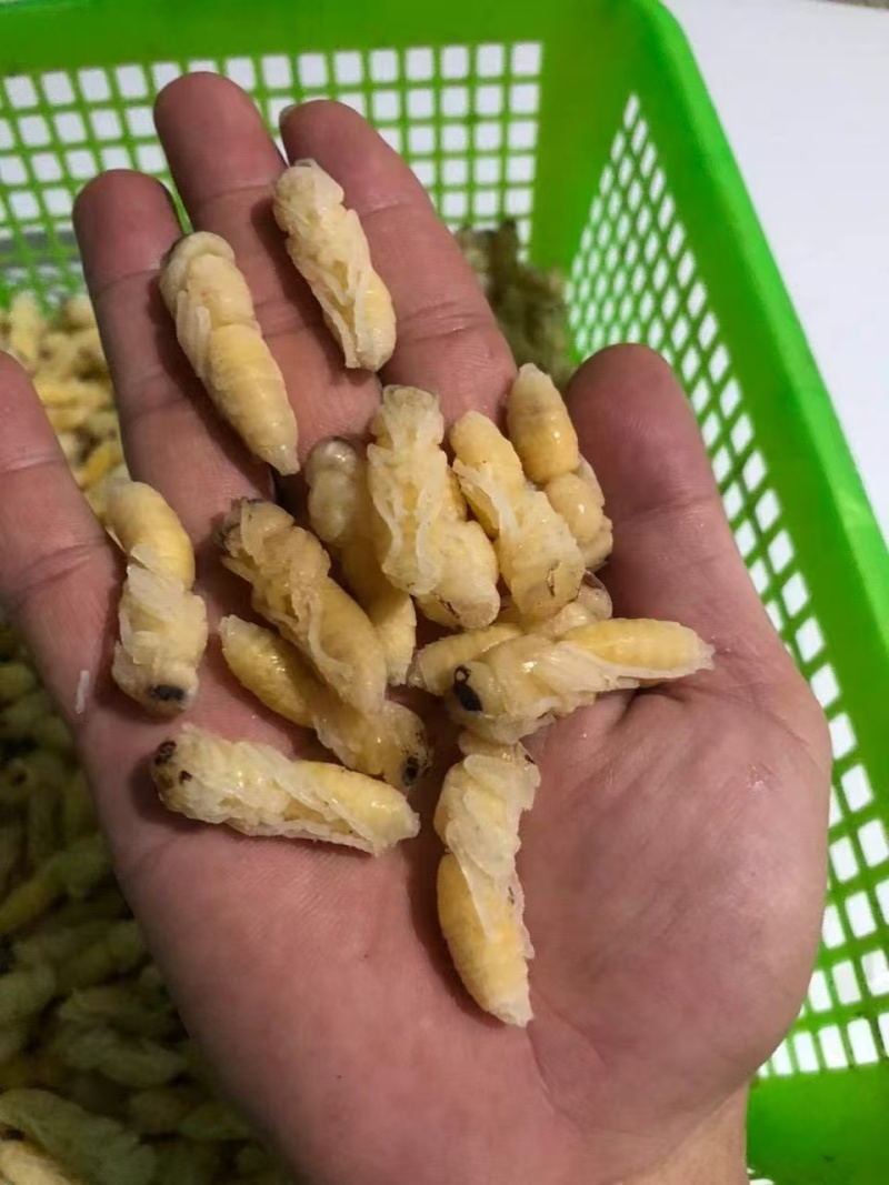 【高品质】蜂蛹专业供应严格品控保质量量大从优