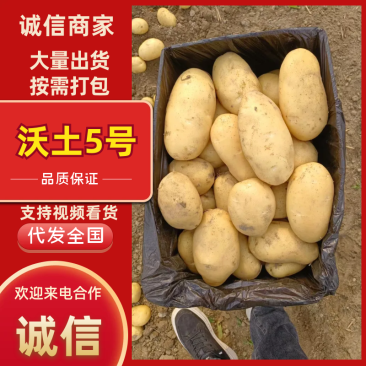 【沃土5号】精品土豆大量上市开封土豆质优价廉欢迎老板来电