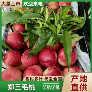 【实力】陕西渭南郑三毛桃大量有货/精品郑三毛桃/毛桃