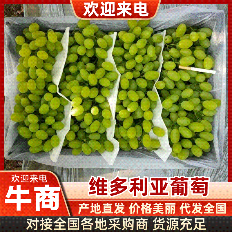 【精品】渭南维多利亚葡萄/物美价廉/维多利亚葡萄大量上市